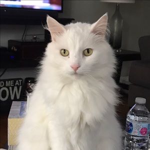 Meet your Posher, Susan